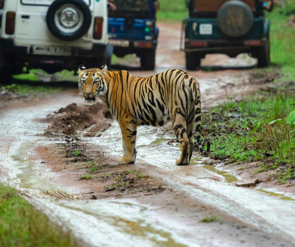 Wildlife & Nature Tourism